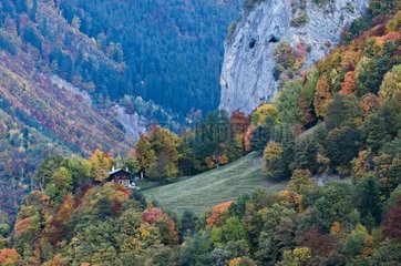 Autumnal colours in the valley of Derborence Switzerland