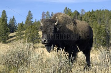 Amerikanischer Bison im Nationalpark von Yellowstone USA