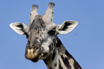 Portrait of a Masai Giraffe Masai Mara Kenya