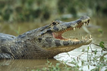 Caïman la gueule ouverte dans l'eau dans d'une mare Pantanal