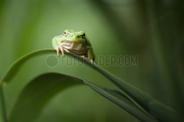 Tree frog on a leaf - Mejean pond France