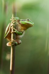Tree frog on a stem - Mejean pond France