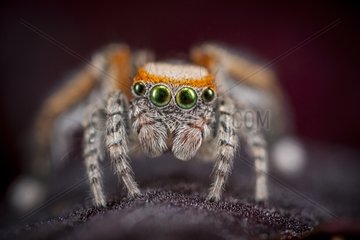 Jumping Spider male on flowersupport - France