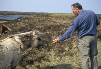 Mann  der ein Shetlandpony auf South Uist Island Scotland füttert