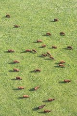 Air shot of a herd of cows salers in a meadow France