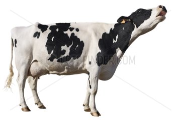 Eine Holstein -Kuh brüllen