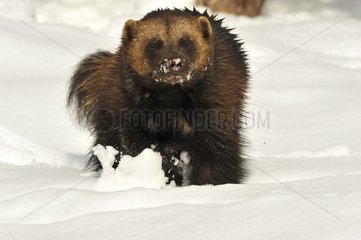 Wolverine in snow blinded by the sun Sweden