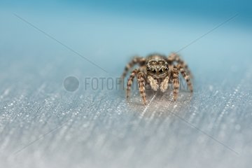 Jumping Spider female on metallic bottle - France