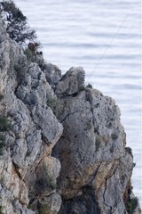 Spanish Ibex Los Acantilados de Maro-Cerro Gordo Spain