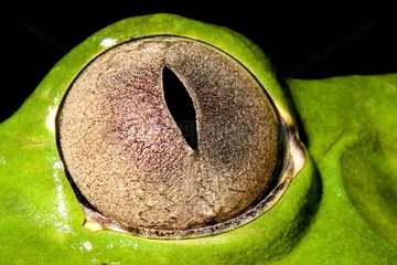 Auge eines Affenfrosches von Französisch -Guayana
