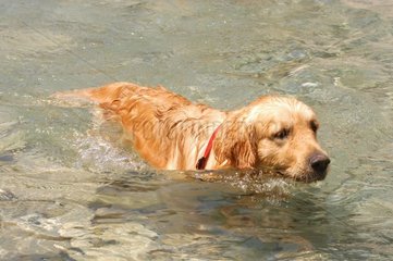 Golden Retriever im Wasser
