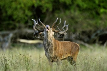 Red Deer male bellowing in grass Dyrehaven Denmark