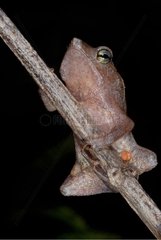 Leaf liter toad on branch French Guiana