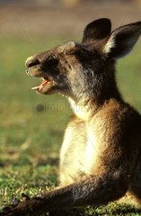 Kangourou gris de l'Est mâle baillant NSW Australie