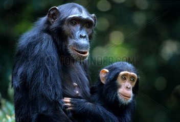 Mutter und junge östliche Schimpanse Gombe NP Tansania