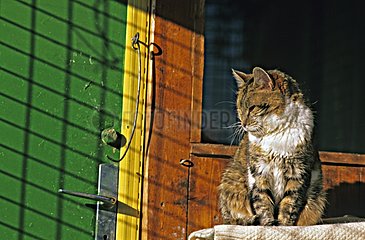 Cat dozing sit at the sun in a refuge Nièvre France