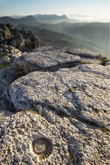 Fossil in Jurassic limestones Torcal de Antequera Spain