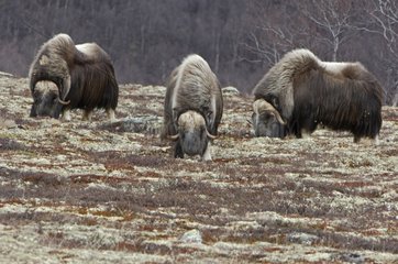 Muskox grazing in the tundra Dovrefjell National Park Norway