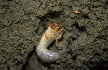 Larva of Cockchafer in the ground