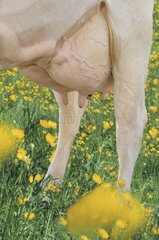 Euter der Kuh -Prim 'Holstein Frankreich