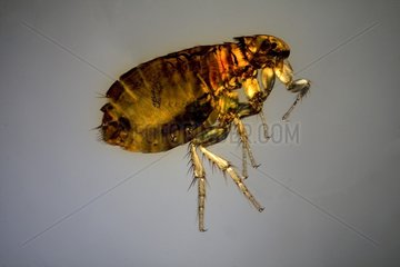 Female Cat fleas