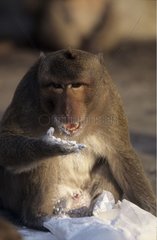 Macaque crabier mangeant de la farine volée à l'étalage