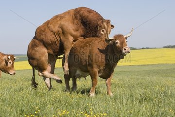 Taurus coupling with a cow Limousine Park France