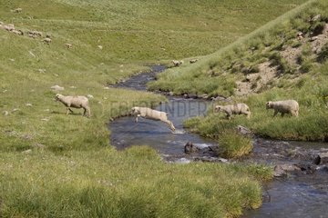 Ewes leaping over a torrent  Ubaye Valley