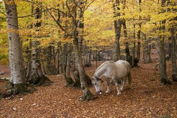 Drought horse in a beech forest in autumn Abruzzi Italia