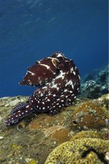 Indopazifischer Tag Oktopus extreme sexuelle Färbung Bali