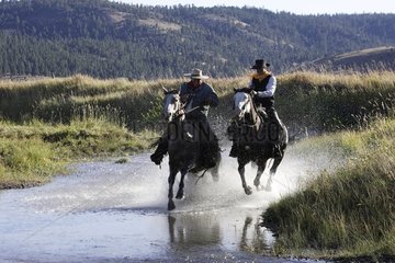 Cow-boys with horse which gallops in water Oregon the USA