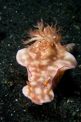 Nudibranch with a Cleaner Shrimp Sulawesi Indonesia