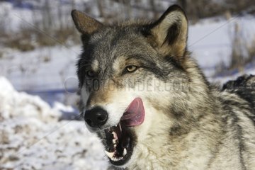 Gray wolf licking the lips  USA