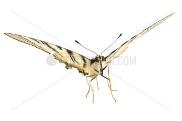 Southern swallowtail on white background