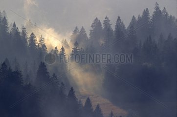 Hohneck -Wald unter den Nebel Vosges France