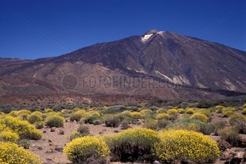 Descurainies de Bourgeau et vue sur le pic de Teide Canaries
