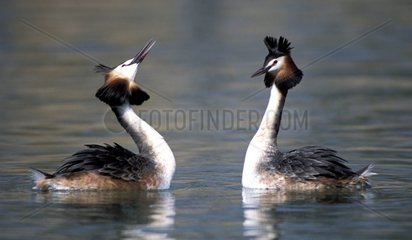 Courtship behaviour of Great Crested Grebes on water