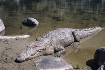 Crocodile Corbett NP India