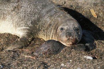 Femelle Eléphant de mer du Nord et nouveau-né mort Mexique