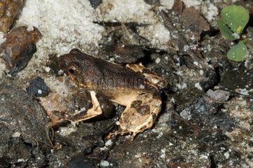 Peters' Dwarf Frog on ground French Guiana