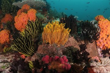 Coral reef and Crinoids Indonesia
