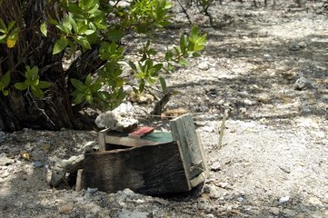 Piège à crabes dans la mangrove Grande-Terre Guadeloupe
