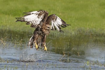 Buzzard taking off from shallow water GB