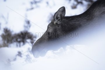 Portrait of a female Eurasian Elk Alaska
