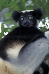 Indri Mantadia Andasibe PN Madagascar
