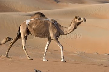 Dromedary in the United Arab Emirates dunes
