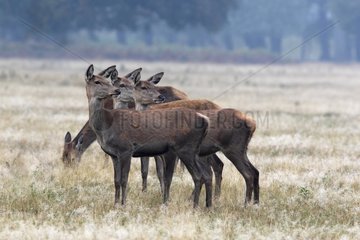 Group of hinds in autumn GB