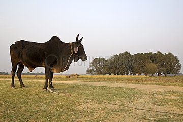Portrait of Zebu attached in a meadow Terai Uttar Pradesh