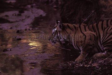Weiblicher Tiger trinkt das Wasser aus einem Bandhavgarh NP India Bach