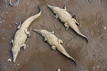 Central american alligators resting by the water Costa Rica